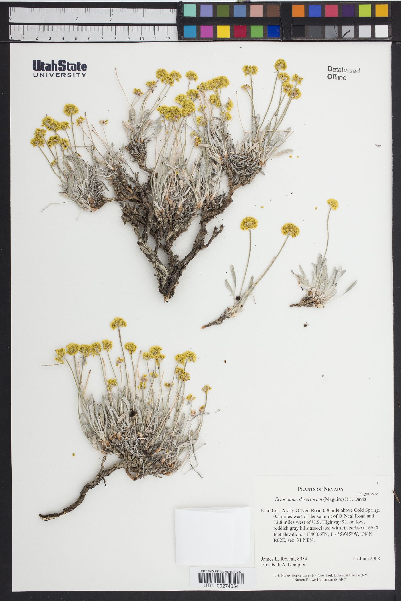 Eriogonum brevicaule var. desertorum image