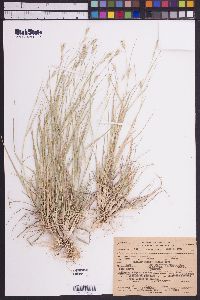 Danthonia unispicata image