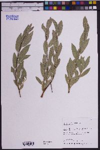 Salix boothii image