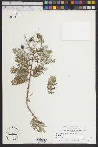 Metasequoia glyptostroboides image