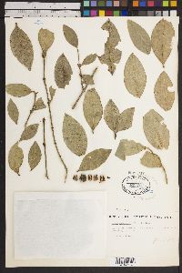 Image of Buxus natalensis