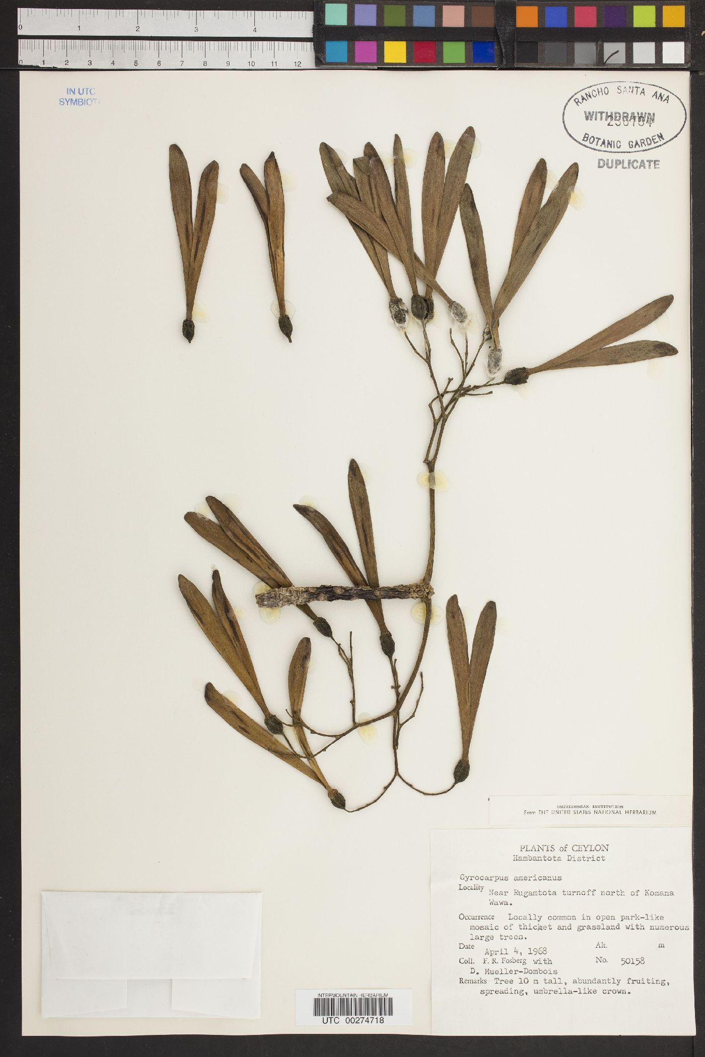 Gyrocarpus americanus image