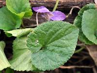 Viola odorata image