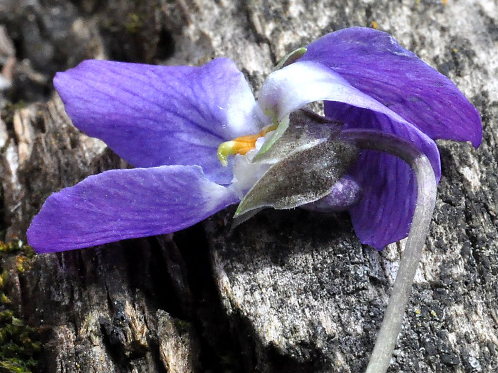 Viola odorata image