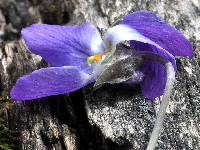 Image of Viola odorata