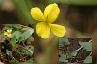 Viola utahensis image