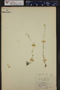 Draba aurea image