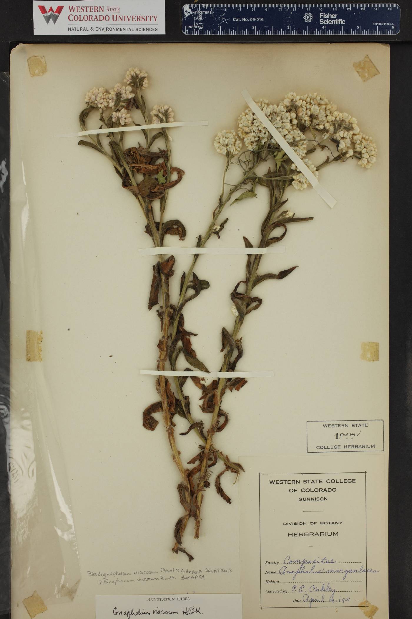 Pseudognaphalium viscosum image