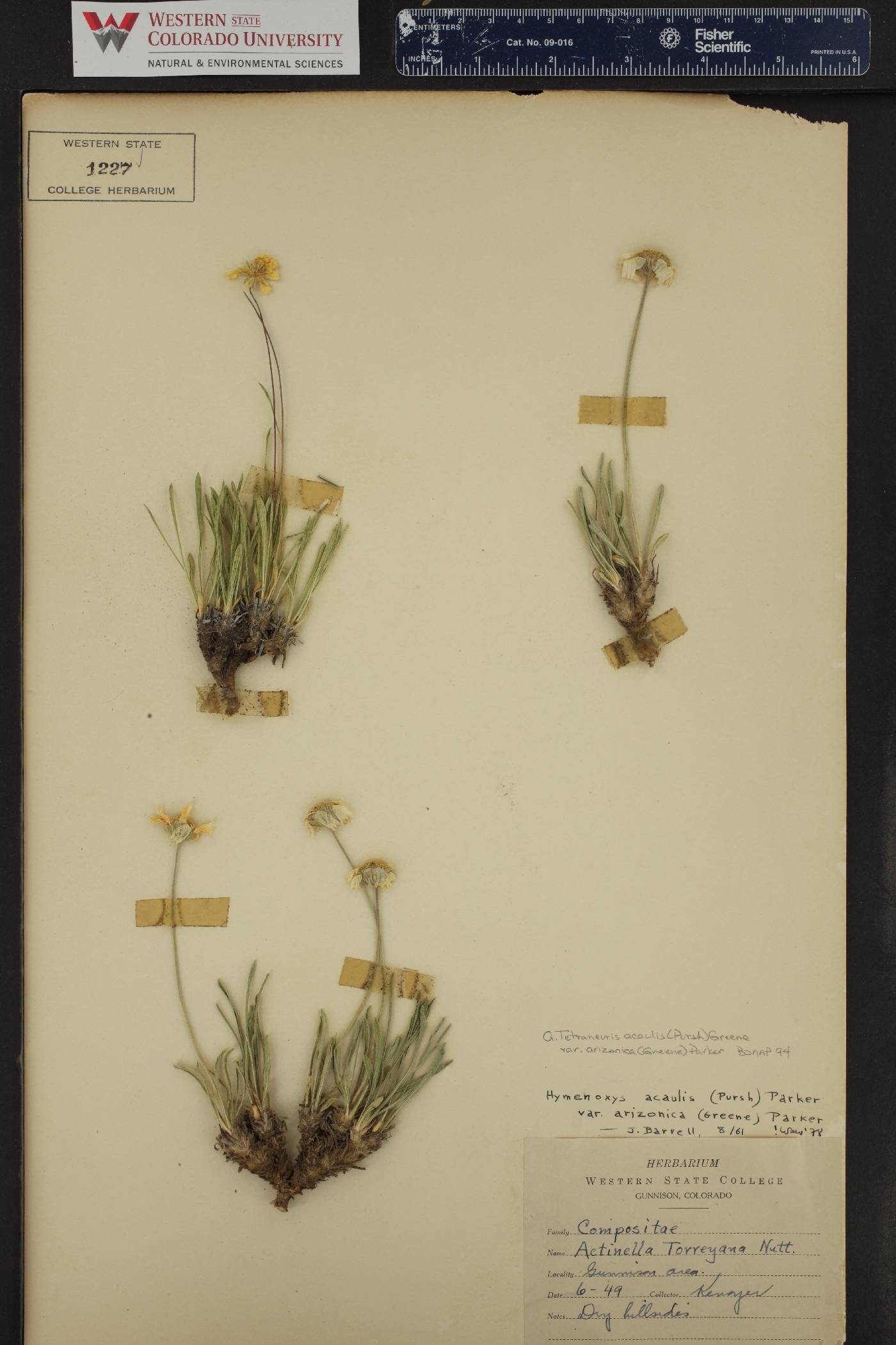 Arabis x divaricarpa image