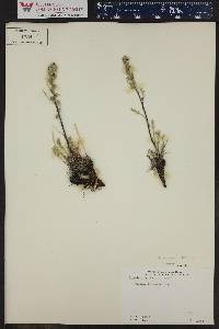 Artemisia campestris image