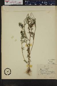 Bidens tenuisecta image