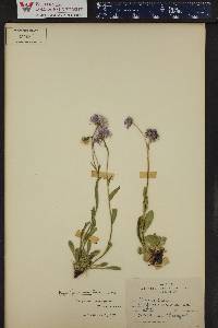 Erigeron formosissimus image