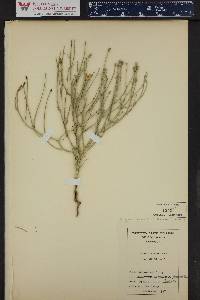 Lygodesmia juncea image