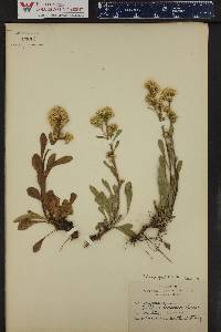 Solidago spathulata image