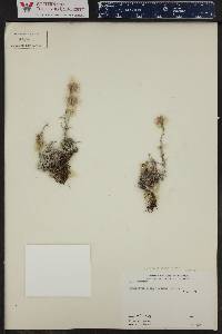 Antennaria rosea image
