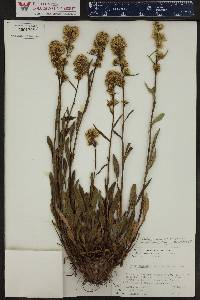 Solidago simplex image