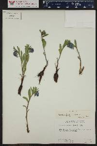 Mertensia oblongifolia image