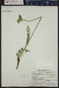 Pseudocymopterus montanus image