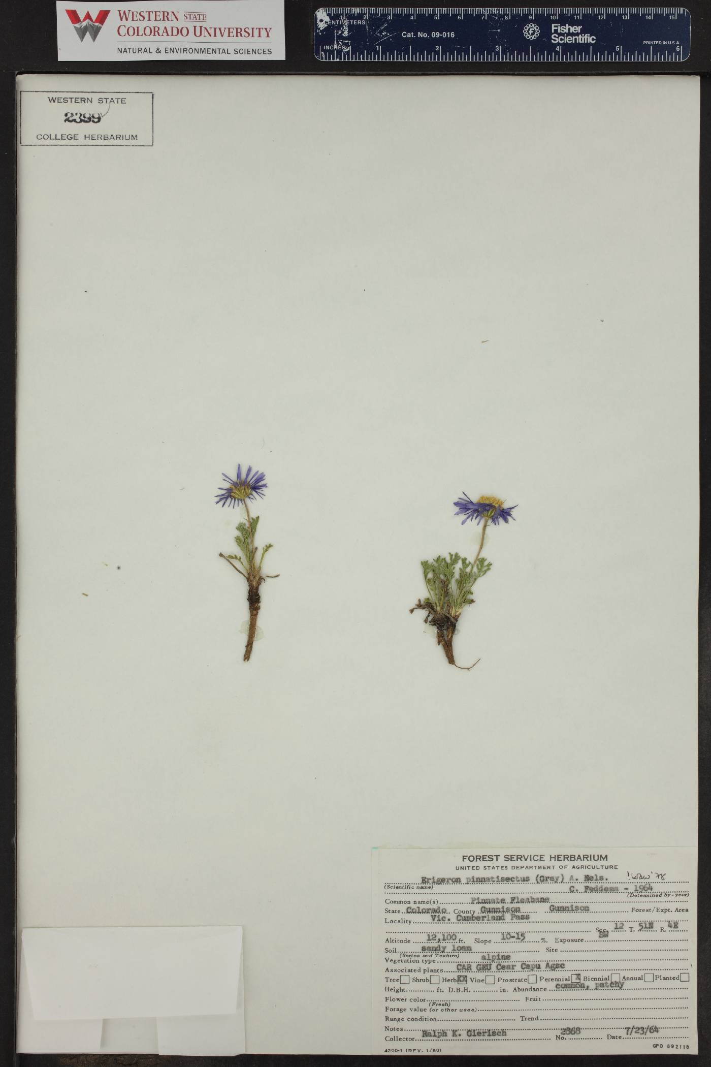 Erigeron pinnatisectus image