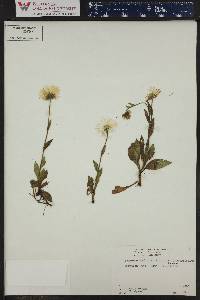 Erigeron coulteri image