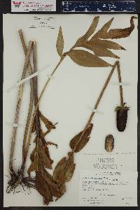 Rudbeckia occidentalis var. montana image