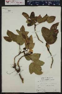 Mahonia repens image