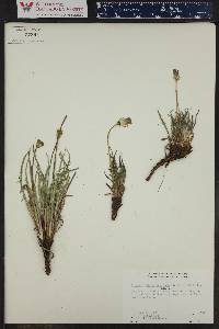 Agoseris parviflora image