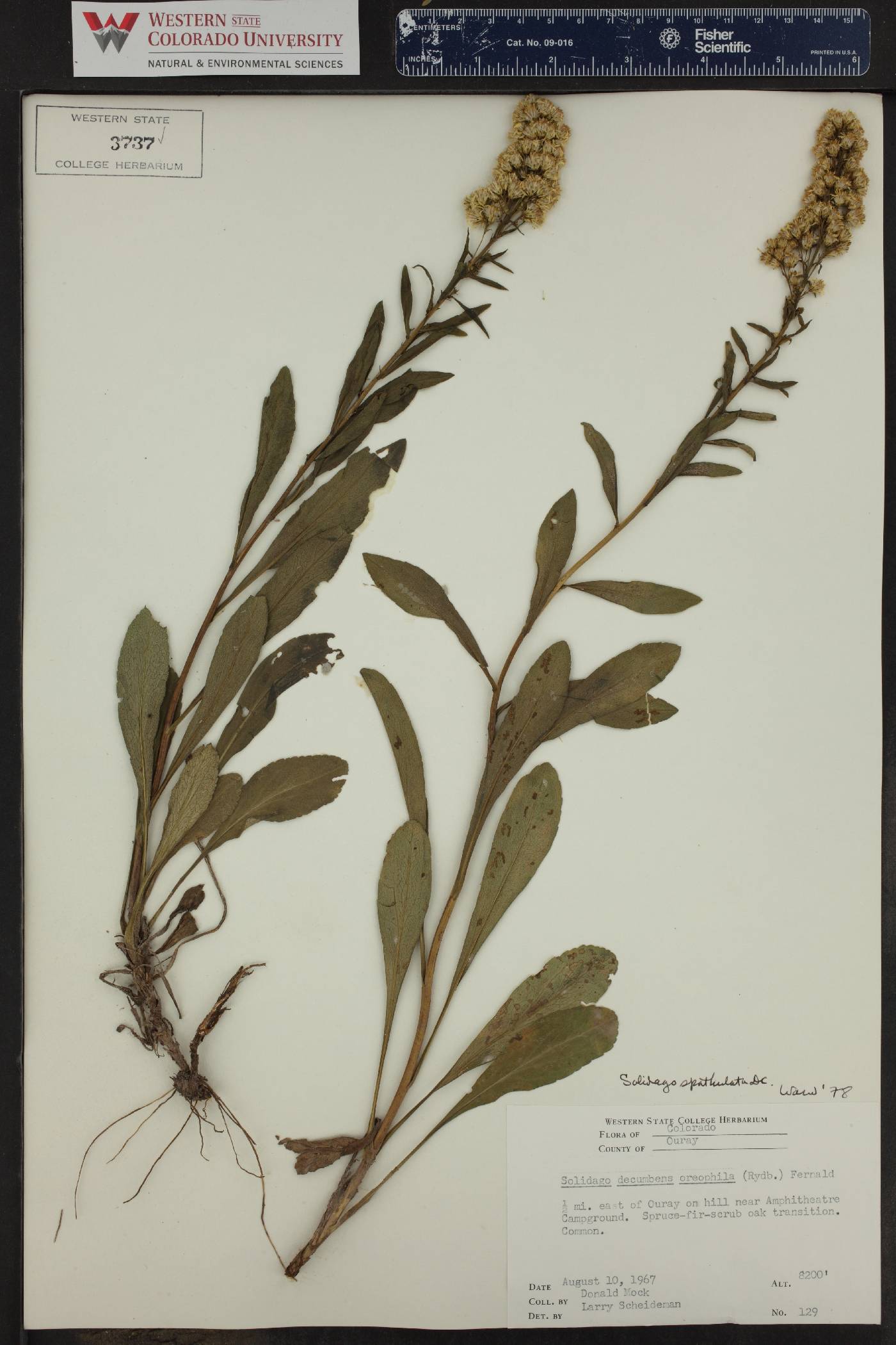 Solidago spathulata image