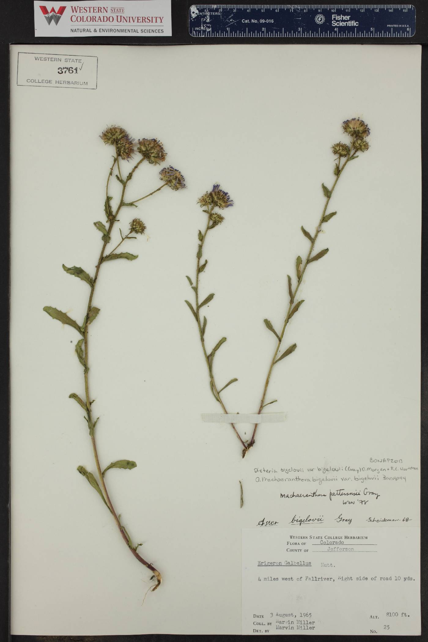 Dieteria bigelovii var. bigelovii image