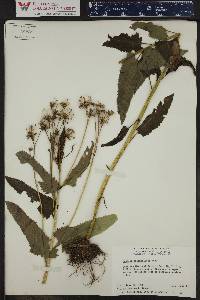 Senecio triangularis image