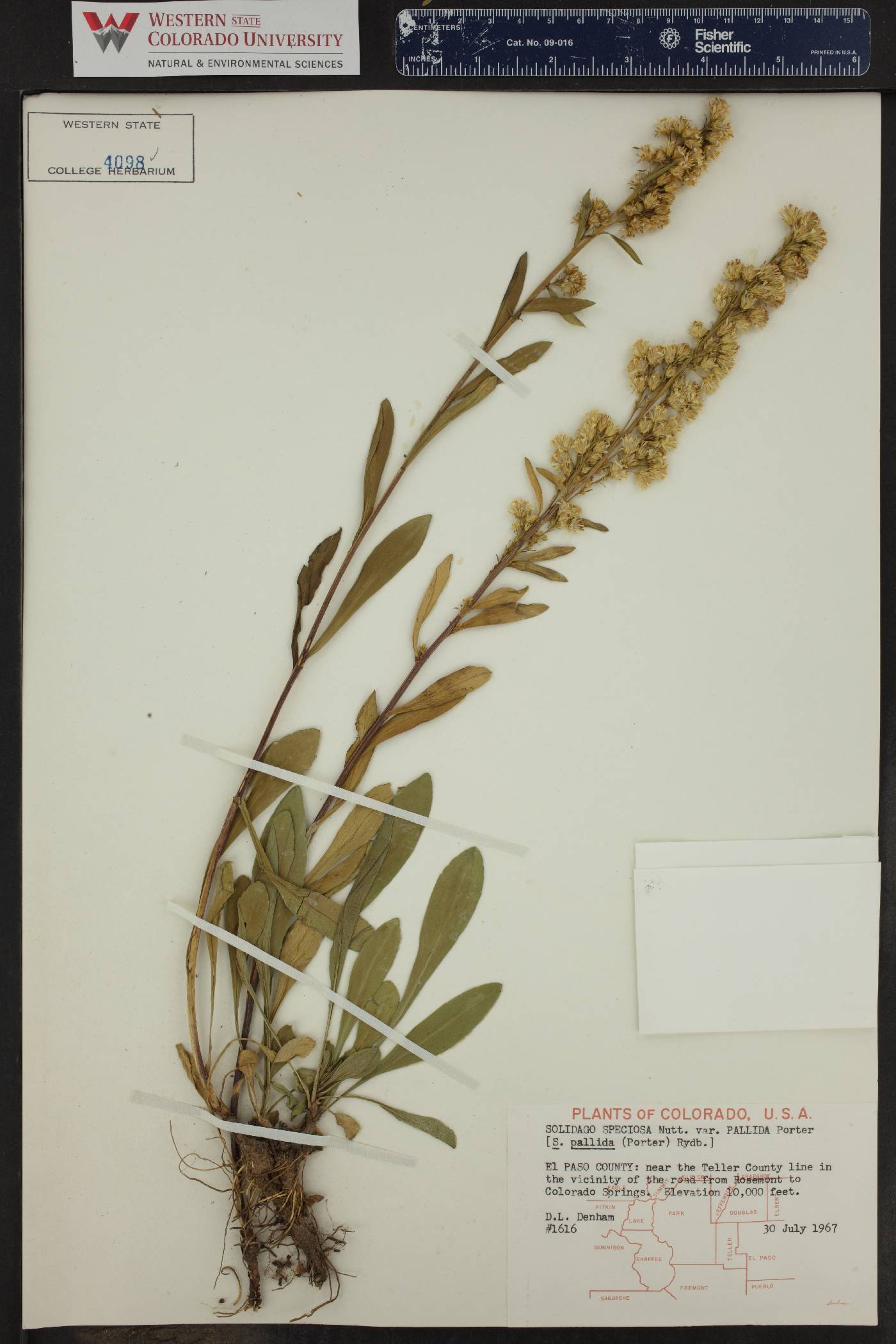 Solidago pallida image
