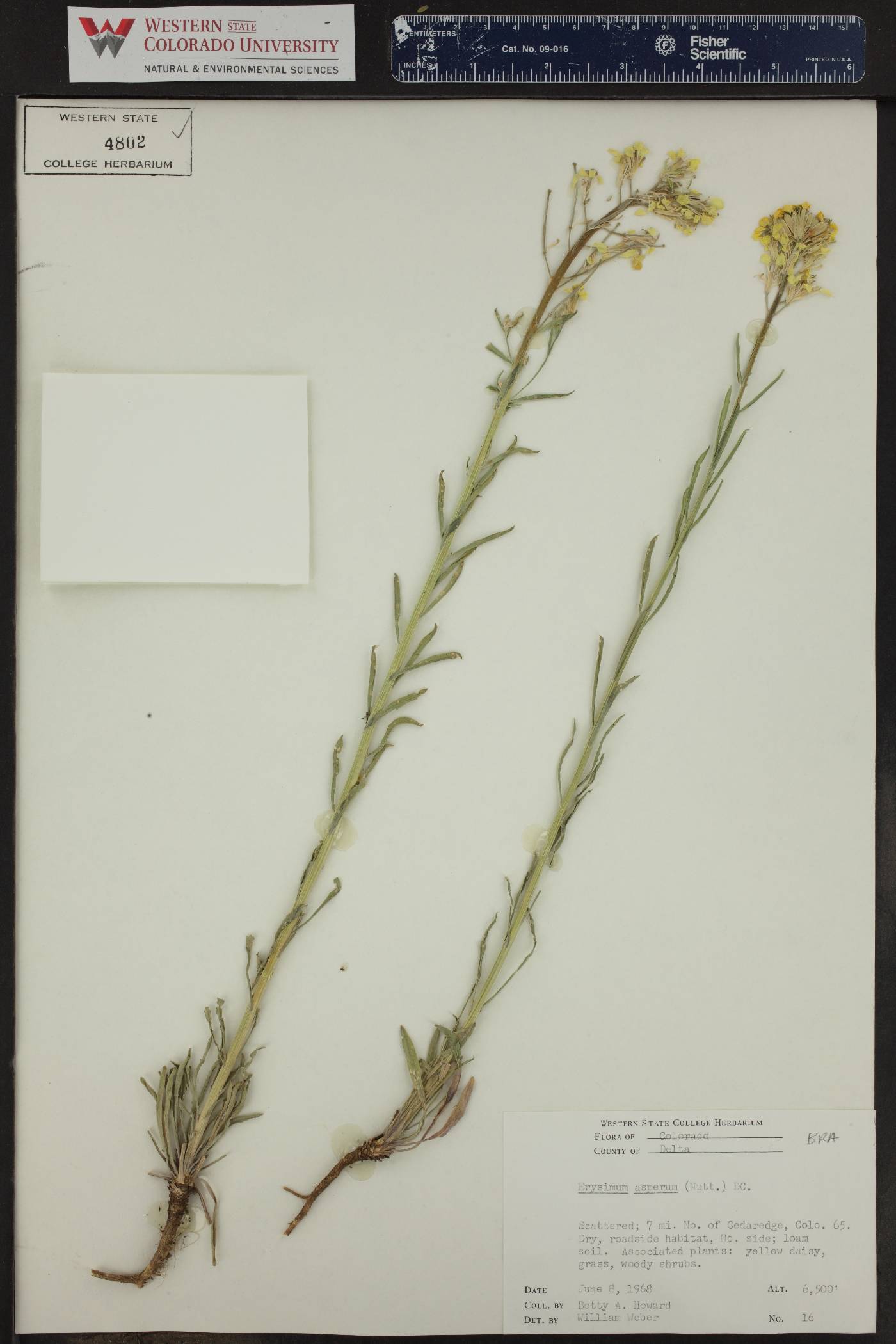 Erysimum asperum image