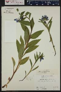 Mertensia ciliata image