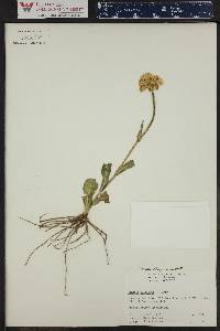 Senecio integerrimus image