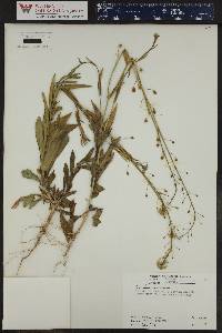 Camelina microcarpa image