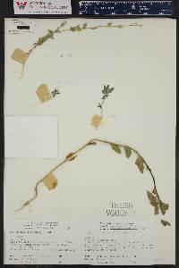 Populus angustifolia image