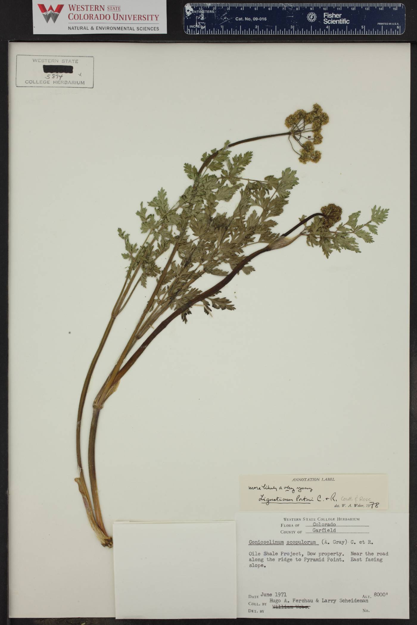 Descurainia incana subsp. incana image