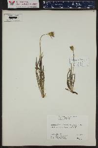 Agoseris parviflora image