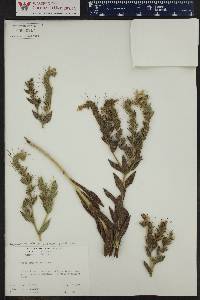 Lithospermum molle image