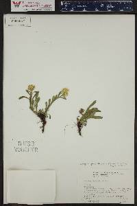 Solidago simplex var. nana image