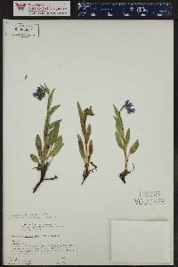 Mertensia oblongifolia image