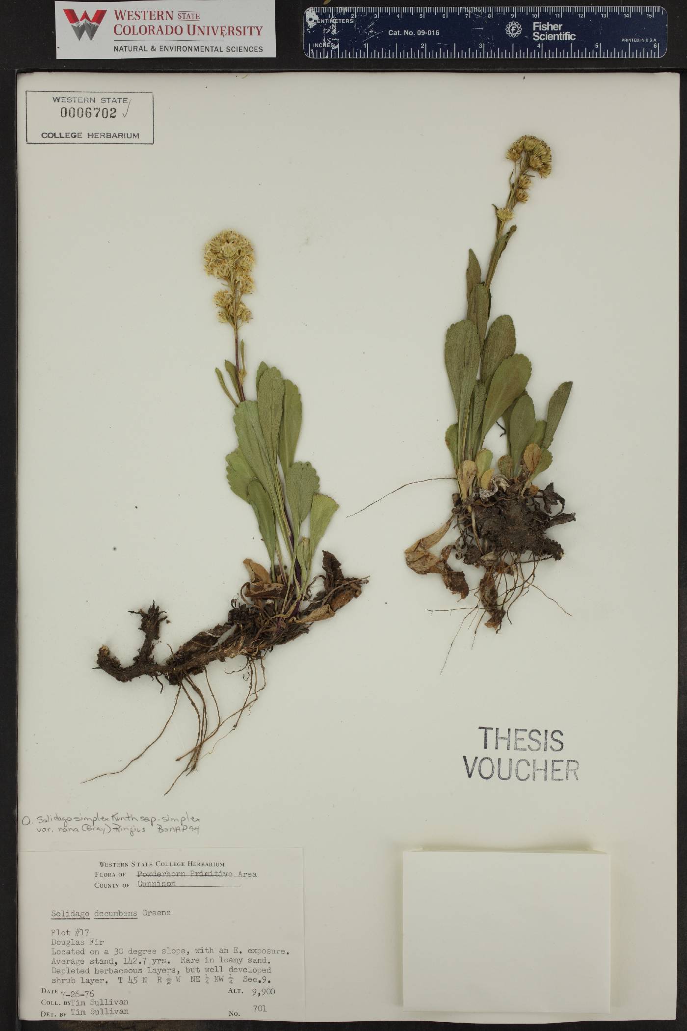 Solidago simplex var. nana image