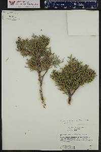 Juniperus osteosperma image