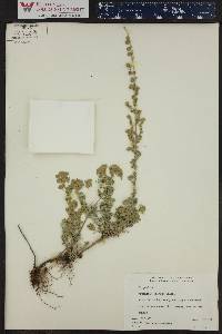 Artemisia frigida image