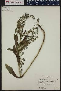 Cynoglossum officinale image