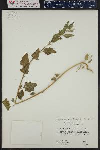 Atriplex prostrata image