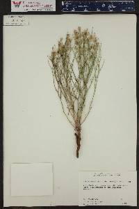 Stephanomeria pauciflora image