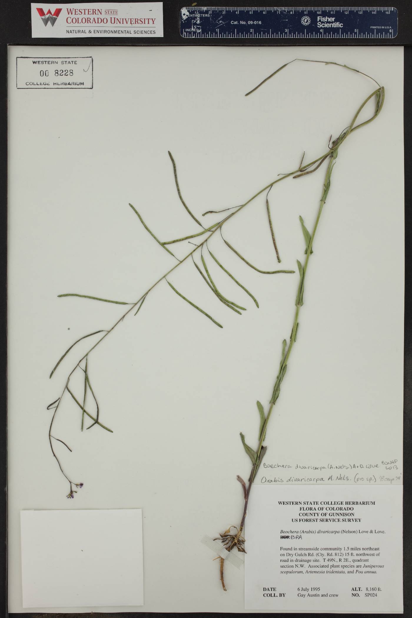 Sphaeralcea coccinea subsp. coccinea image
