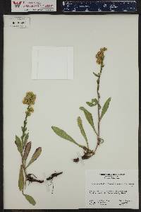 Solidago multiradiata var. scopulorum image