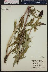 Rudbeckia occidentalis var. montana image